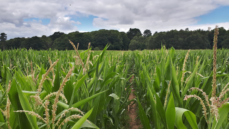 A field of sweetcorn adjacent to Brookhill Wood