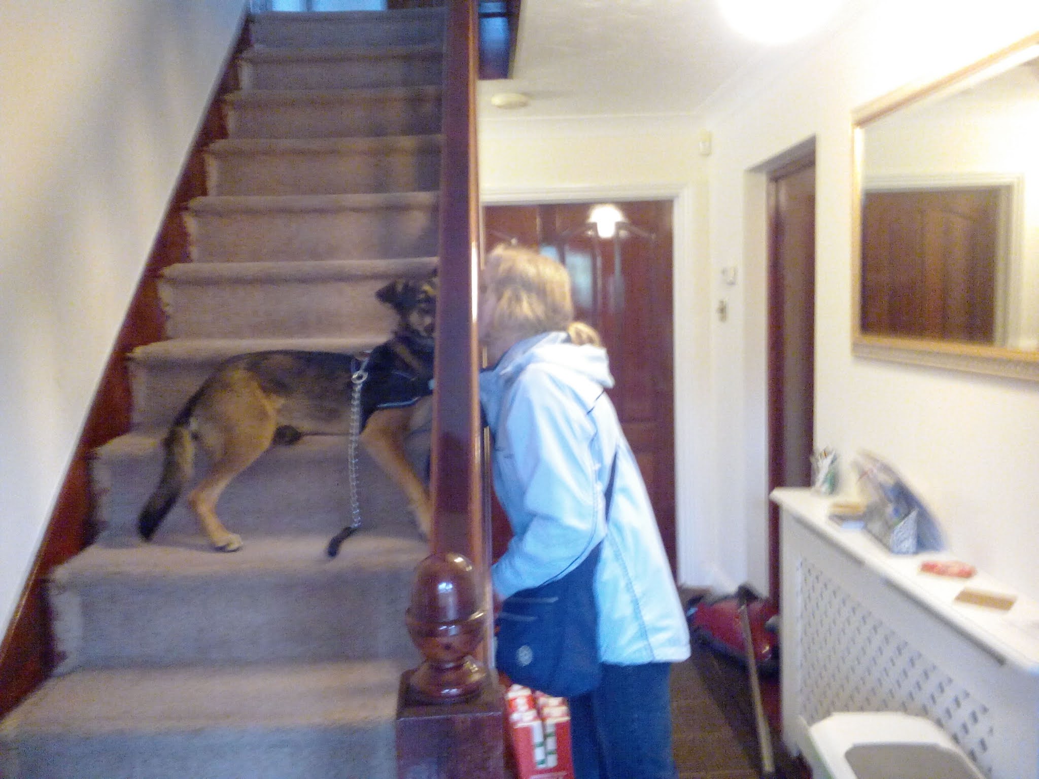 INSURED AND LICENSED DOG WALKER, DOGGY DAY CARE, DOG BOARDING (TW15