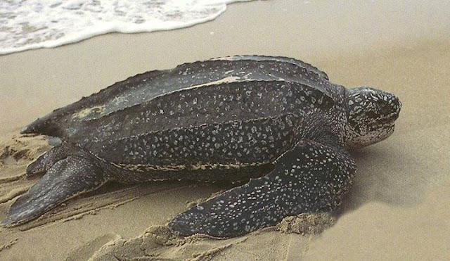 Animals, The giant tortoise and the most largest in the world Animals, The giant tortoise and the most largest in the world