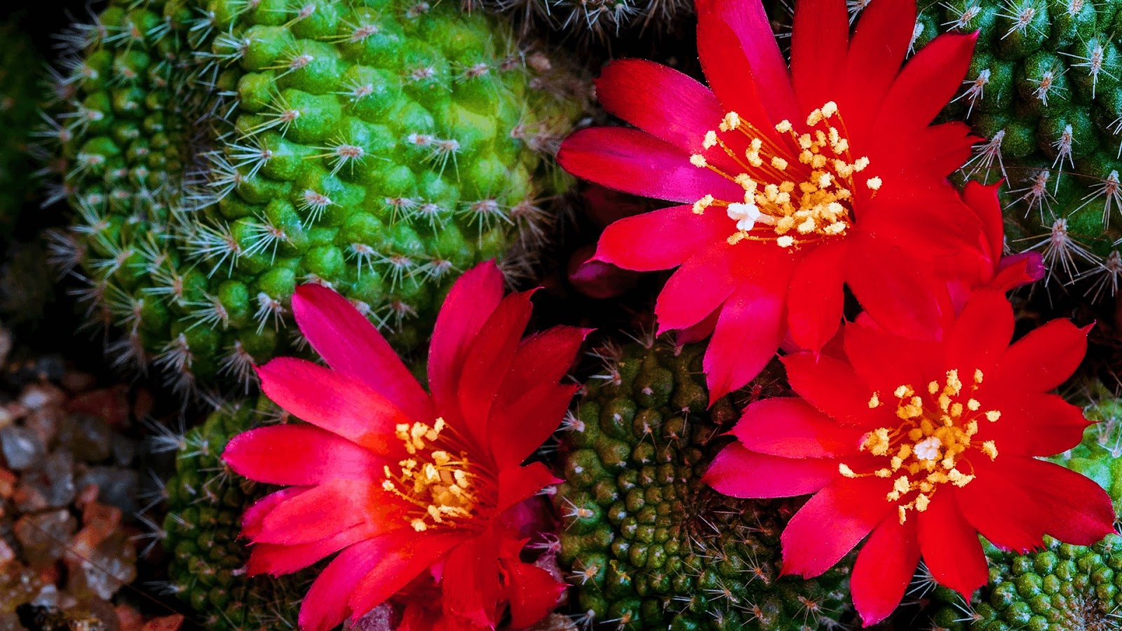 Download Cactus Flowers, Tema per Windows 10