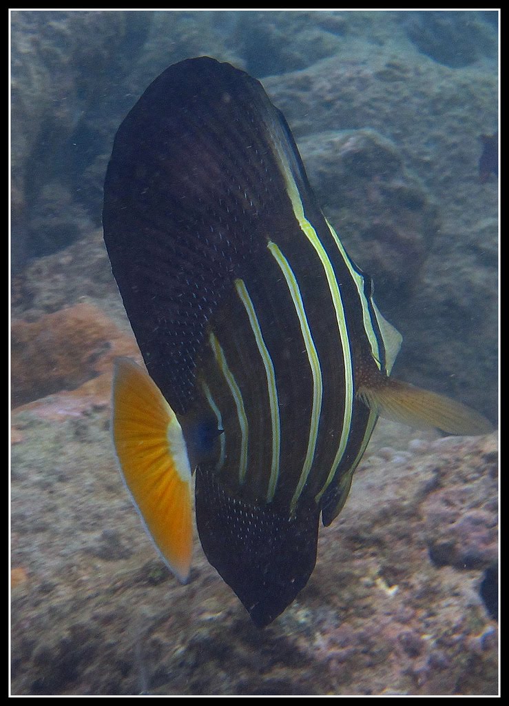 Capturing the Moment: My Front Yard