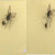 Lalat Copot Kepalanya Sendiri Netizen: Mungkin dia Gerah