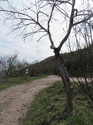 Itineris Mei Alla scoperta del Monte Montiego