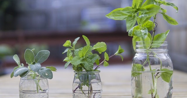 Cara Mudah Stek Tanaman Dengan Menggunakan Media Air Ilmukebun Com