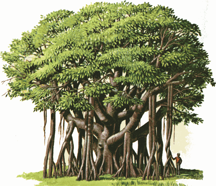 gambar pohon beringin dalam pancasila 