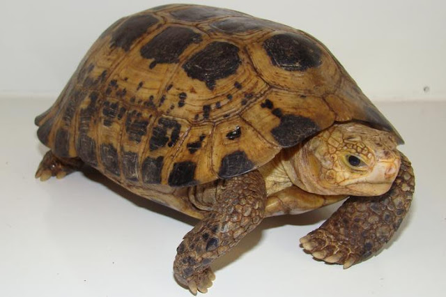 50+ Contoh Hewan yang Tergolong Dalam Kelompok Herbivora