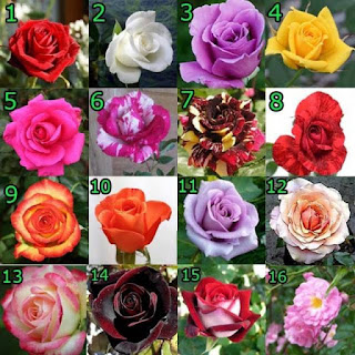 pilihan-bibit-bunga-mawar.jpg