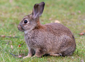 european rabbit - the fastest animal in the world