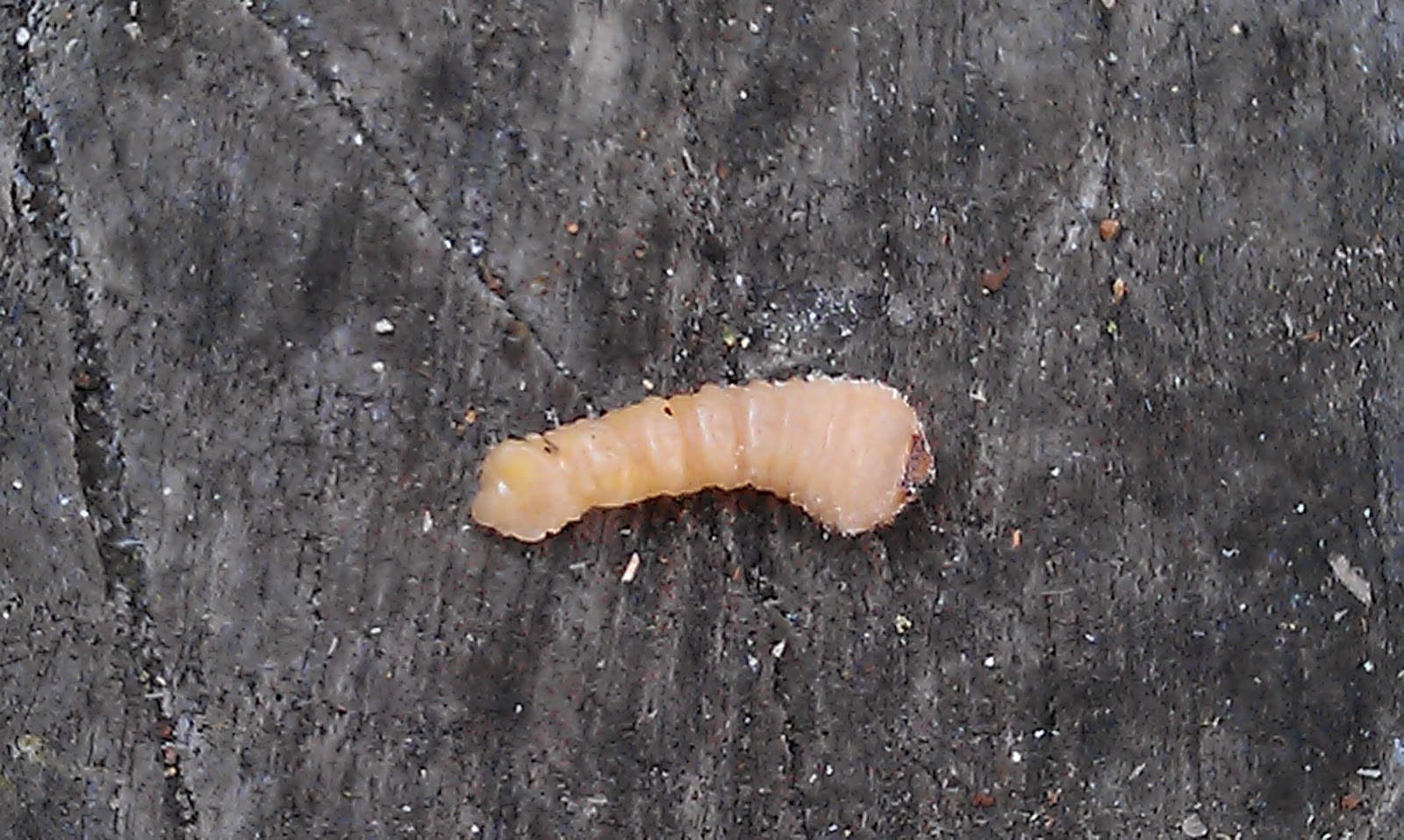 Monochamini Larvae Wood Borer Larvae