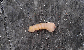 Monochamini Larvae - Wood Borer Larvae