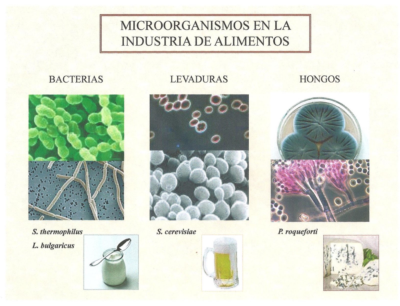 estreptociencia INDUSTRIALES estreptociencia INDUSTRIALES