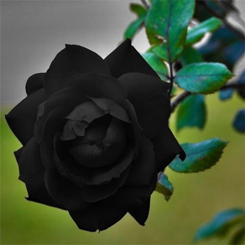 meaning of giving someone a black rose