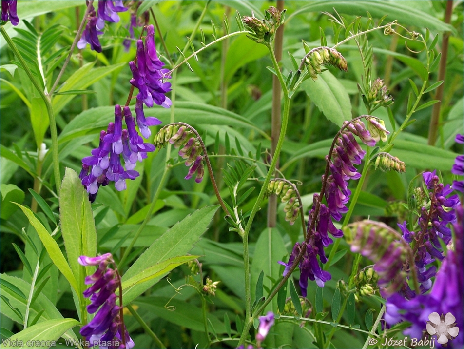 Vicia cracca - Wyka ptasia