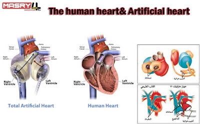 هندسة القلب البشري والصناعي - من سلسلة مقالات هندسة الرحمن في مخلوقاته The human and artificial heart قلب الانسان بالصور