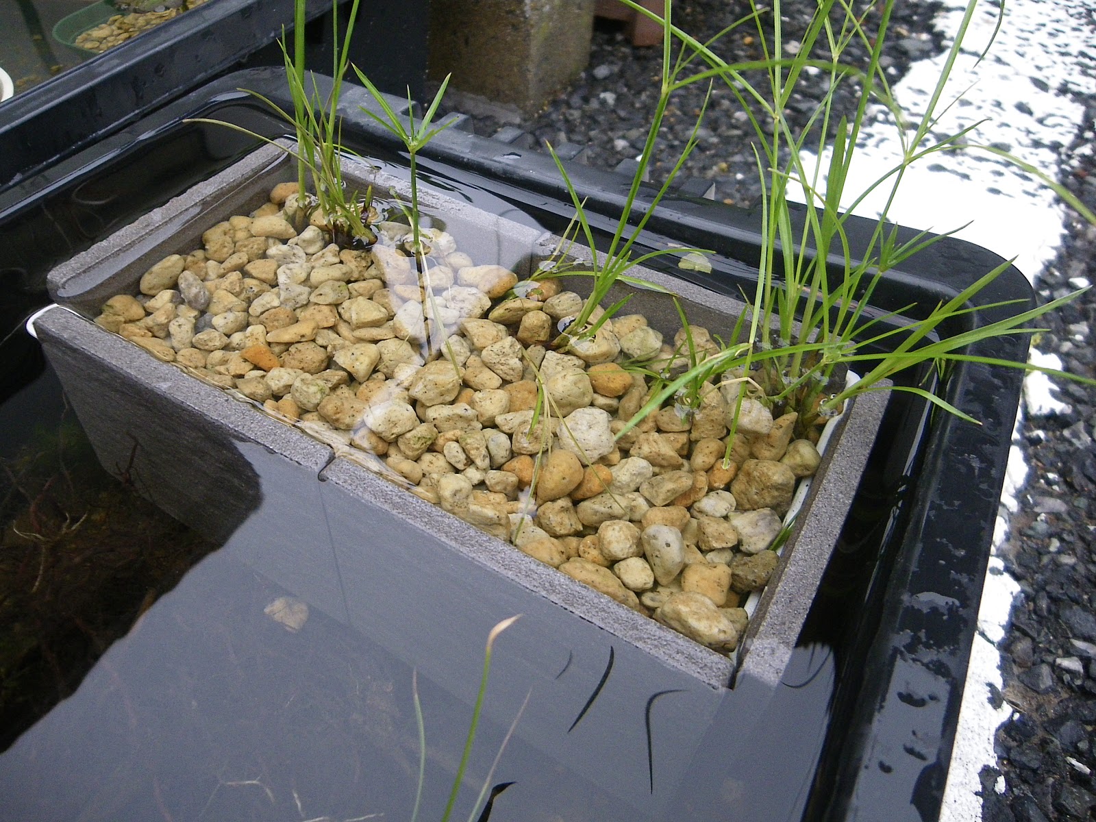 ビオトープの水草は 鉢植えにします 植える容器を製作してみる メダカの大工