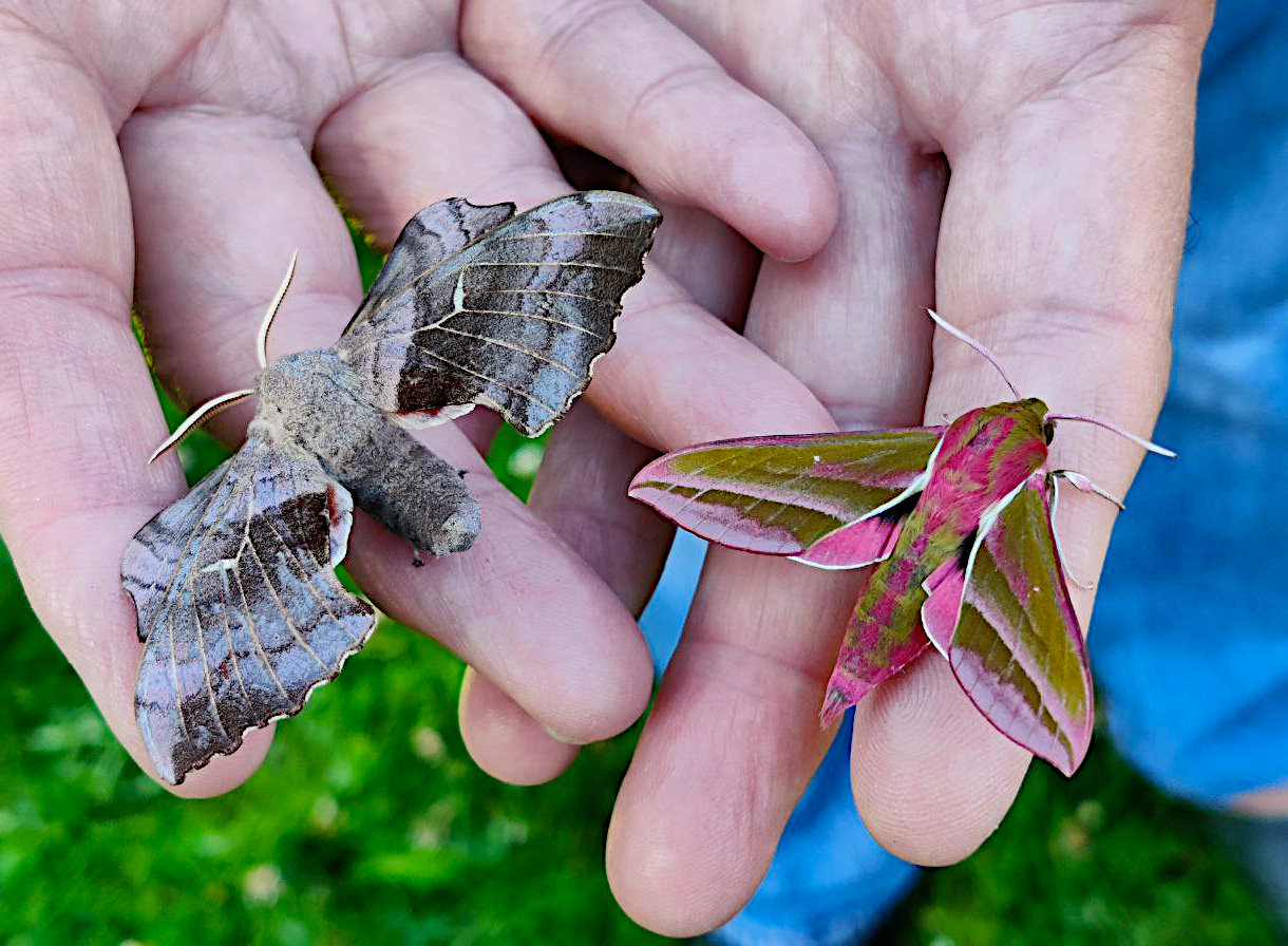 Captain Bodgit My 'Cardboard Box' Moth Trap