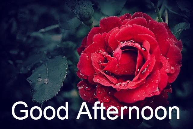Good Afternoon HD Image Good Afternoon HD Image