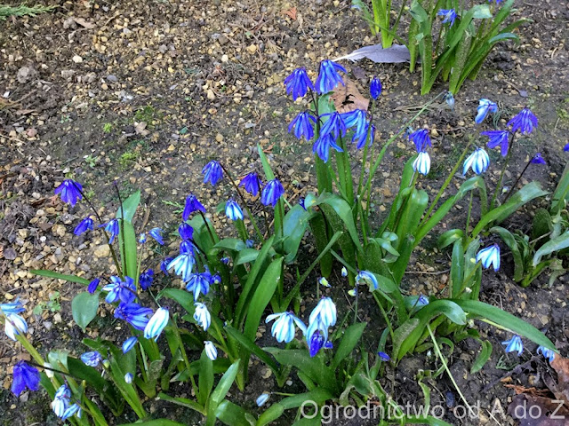 Cebulica syberyjska Scilla siberica