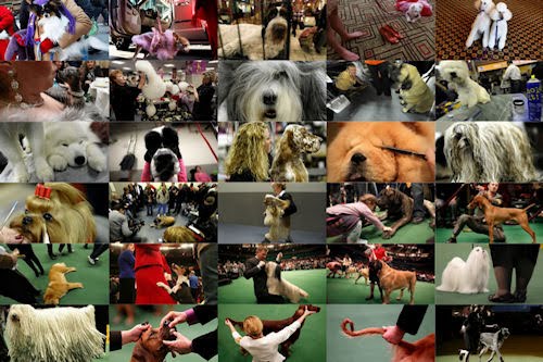 135th Westminster Kennel Club Dog Show at Madison Square Garden in New York City