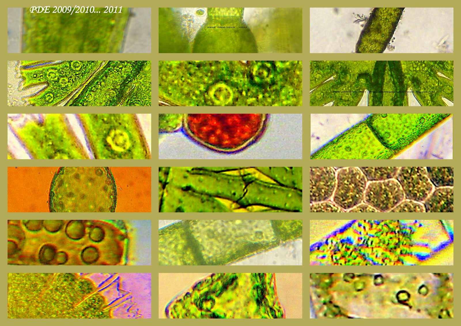 Cultivo de Microalgas em Fotobiorreatores: Seleção... Microalgas...