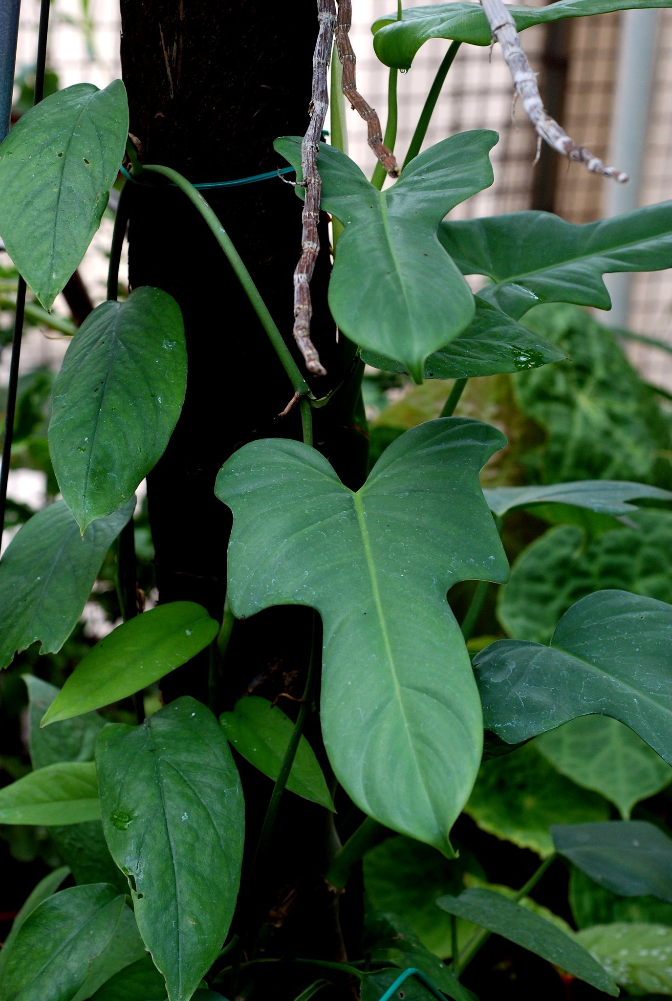 Philodendron bipennifolium Horsehead Philodendron care Travaldo's blog