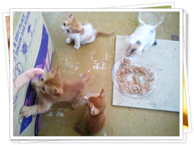 Meowwmania: Anak-Anak Kucing Malang