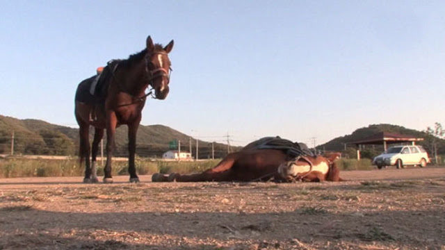 Sungguh Dramatic, Kuda ini Berpura-pura Mati Ketika Seseorang Mencoba Menungganginya