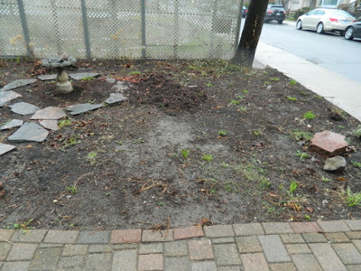 New Summerhill Toronto Front Shade Garden Renovation Before by Paul Jung--a Toronto Organic Gardener New Summerhill Toronto Front Shade Garden Renovation Before by Paul Jung--a Toronto Organic Gardener