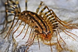 centipede scientific common names centipedes species rid