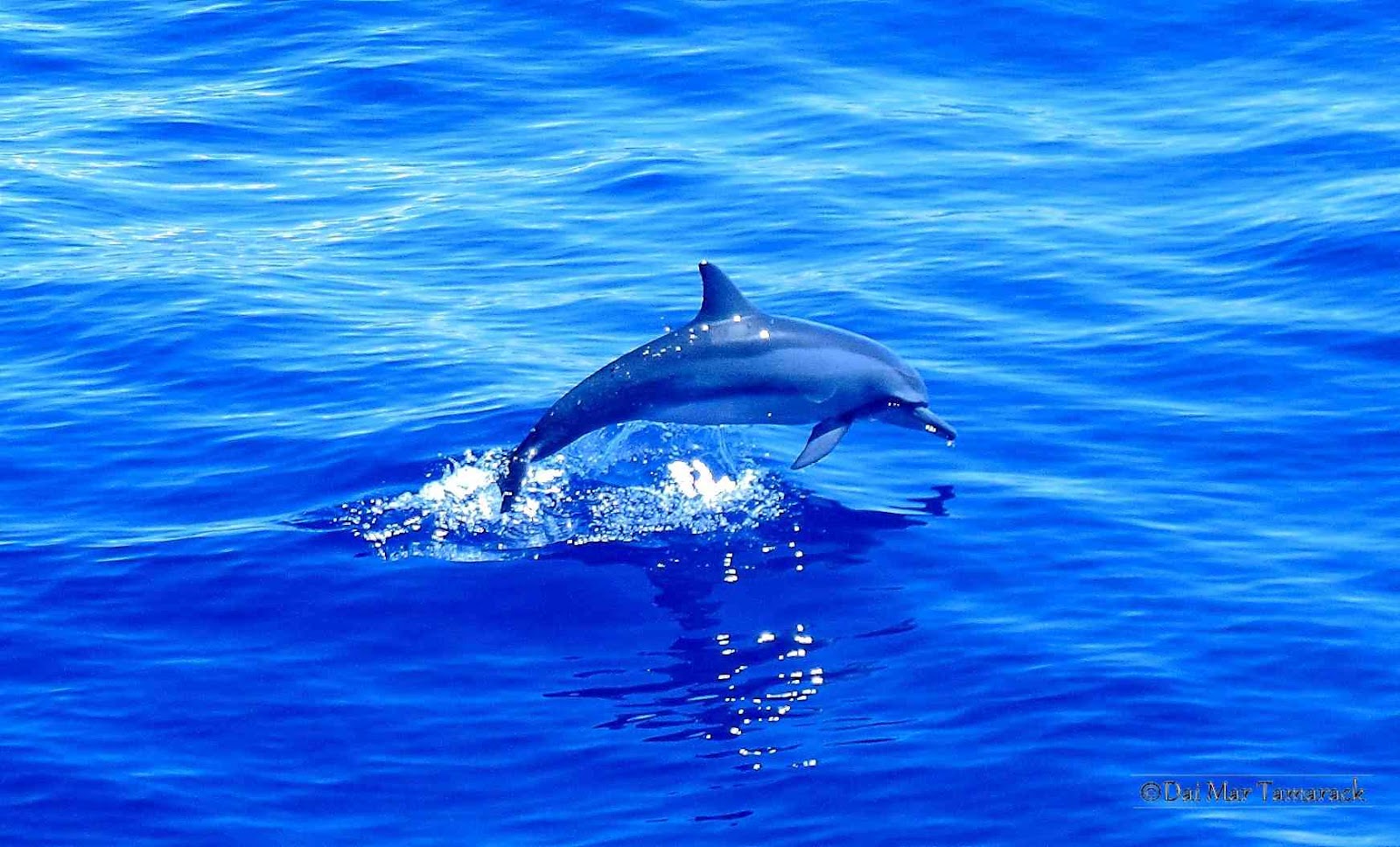 Hawaiian Spinner Dolphin, Stenella longirostris