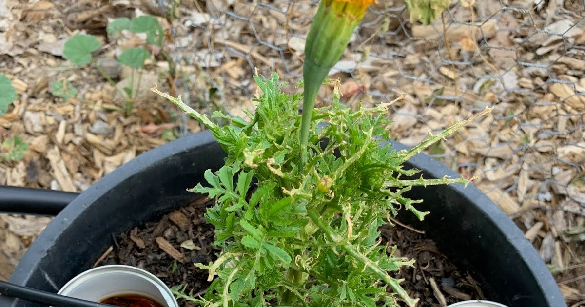 Idaho Growin': Earwigs are invading my garden