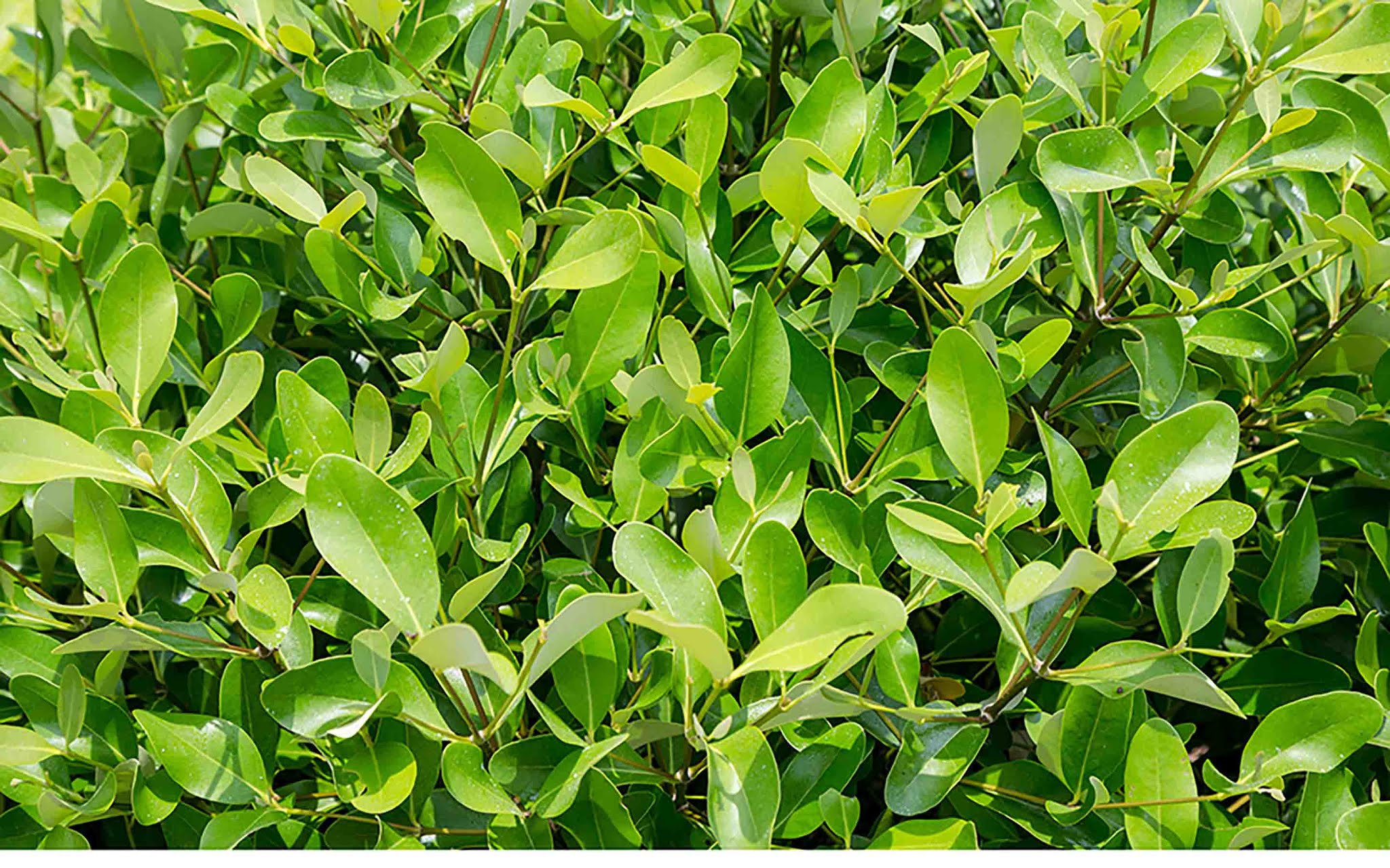 Mangrove Plants 4