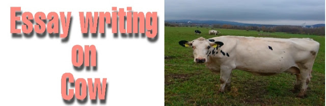 Cattle milk thesis image