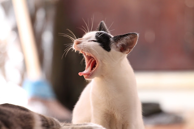 yorgunluk hissi yaşayan kedi