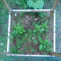 Three small sunflower plants starting to grow up from the soil, growing inside a wood and plastic mesh cage.