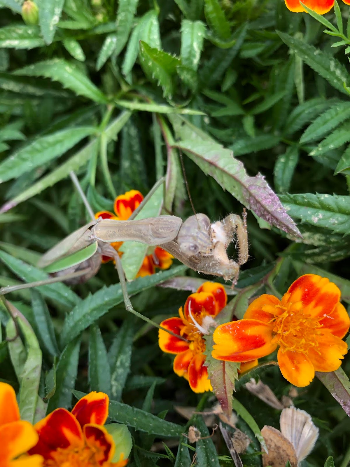 Proven Winners Colorchoice Plant Of The Week Plant Of The Week