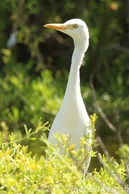 Cattle Egret