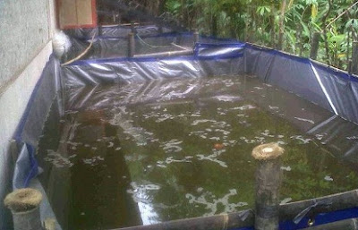 Budidaya Ikan Di Lahan Sempit Infoakuakultur Com