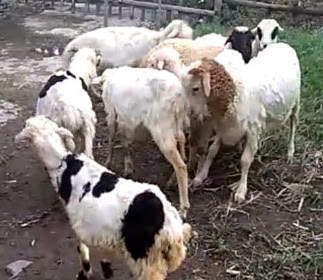  Cara Memilih Cempe Anakan Kambing Domba Indukan