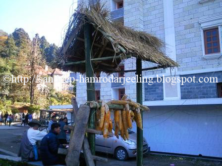 images tea and tourism darjeeling