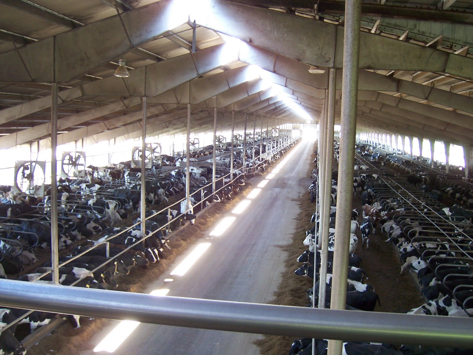 kelarious Life on an ExtraLarge Dairy Farm