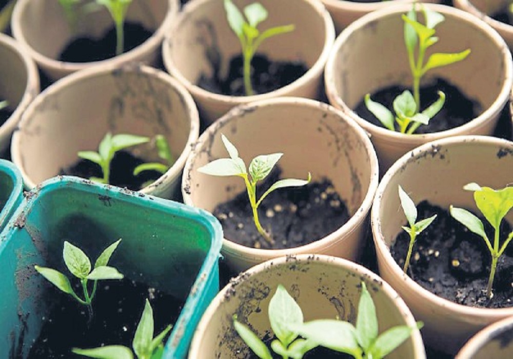 6 Easy Ways To Grow Plants From Seed Plantgrowpick Pty Ltd Australia