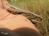 Tipos de Mantis