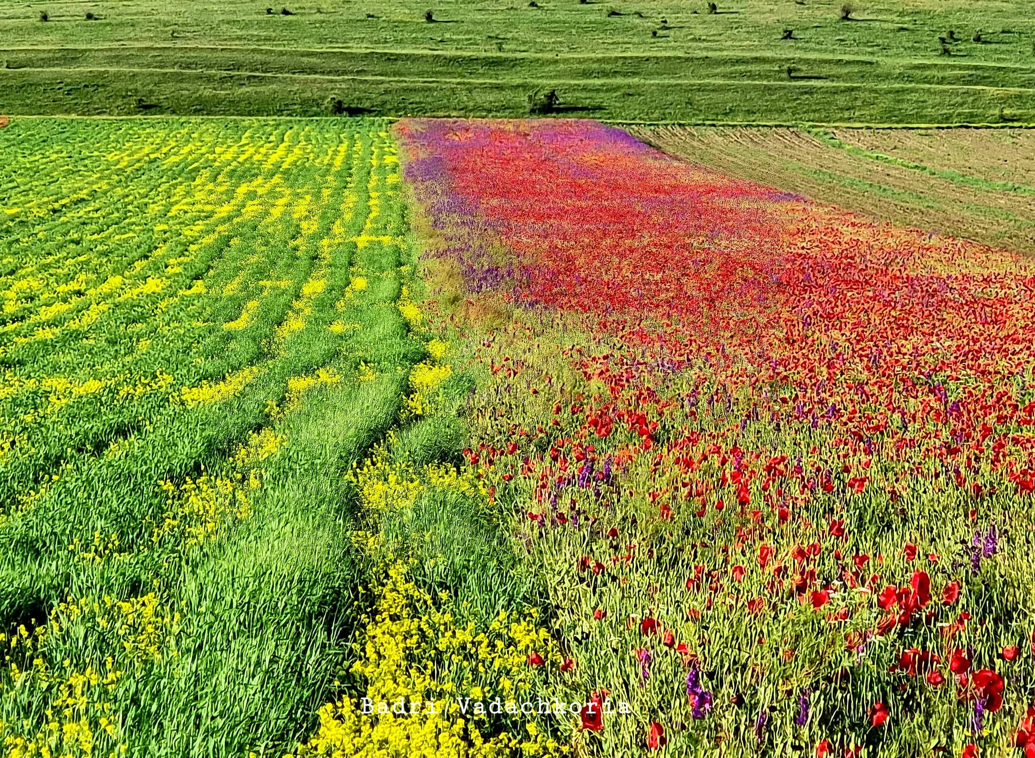Цветущая Грузия в объективе Бадри Вадачкория
