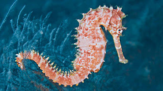 Facts about Seahorse habitat, species, size & reproduction