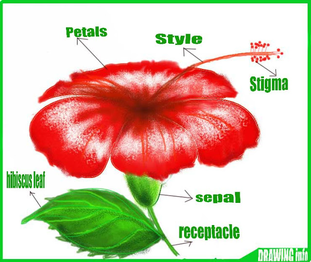 How To Draw A Hibiscus Flower Easy Step By Step With Color