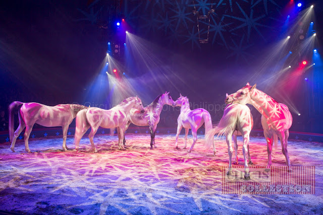 chevaux blanc en liberté dans la piste du cirque 