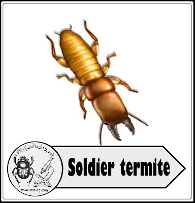 soldier termite