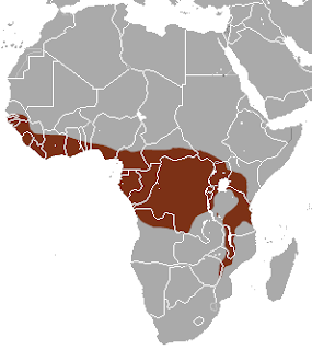 Afrika palmiye misk kedisinin dağılım haritası