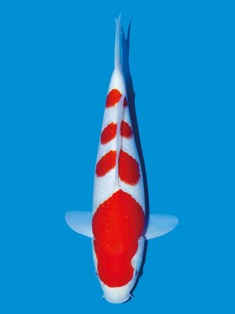 20 Jenis Ikan Koi Yang Populer Didunia Kopi Dan Koi jpg (768x1024)
